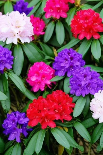 Illustration rhododendron - Image 1