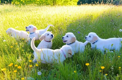 Illustration romping - Image 1