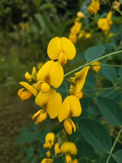 Illustration daal - Image 1