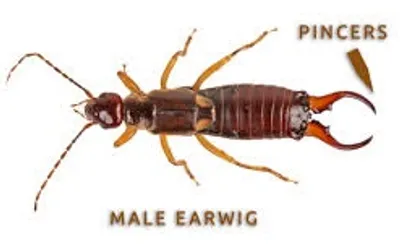 Illustration pincers - Image 2