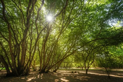 Illustration arbor - Image 1