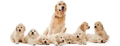 Illustration pup - Image 2