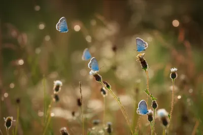 Illustration virgin - Image 1