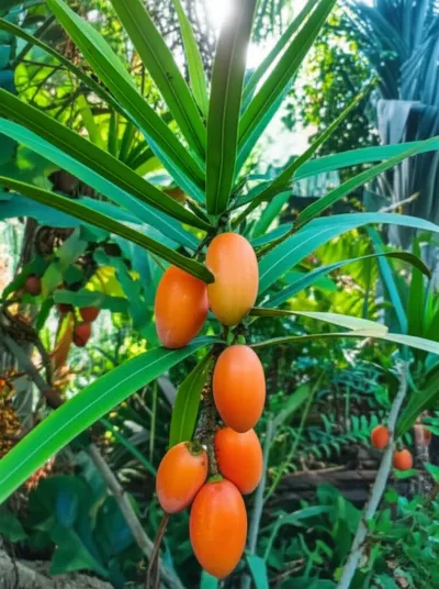 Illustration pinguin - Image 1