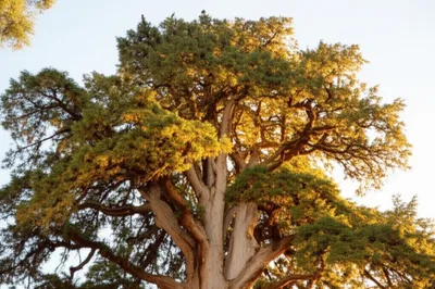 Illustration crown - Image 1