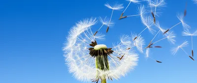 Illustration blows - Image 1