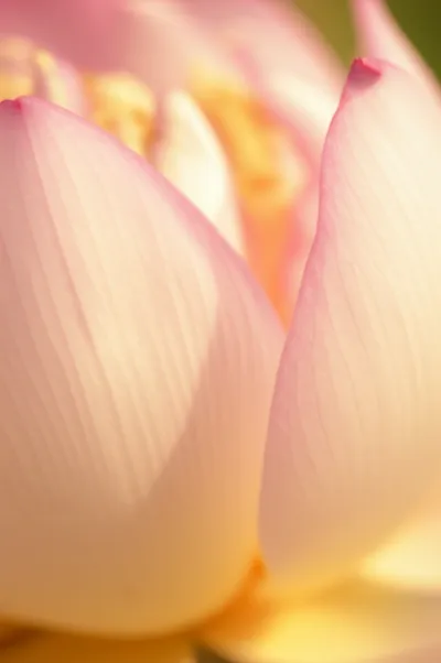 Illustration snatches - Image 1