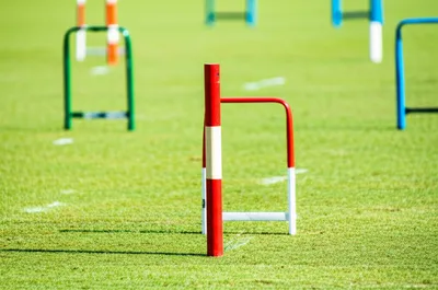 Illustration stakes - Image 1