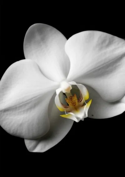 Illustration elegant - Image 1