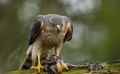 Illustration muskets - Image 1