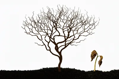 Illustration inbred - Image 1