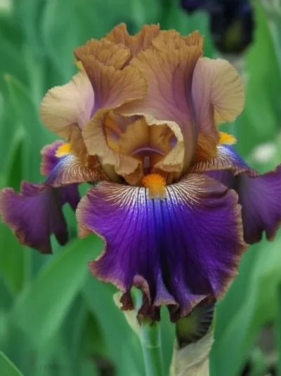 Illustration bearded - Image 1