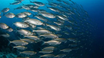 Illustration herrings - Image 1