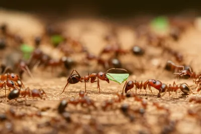 Illustration ms - Image 1