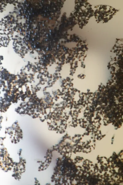 Illustration grains - Image 1