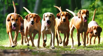 Illustration pk - Image 1