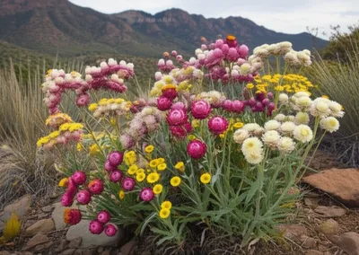 Illustration buckwheats - Image 1