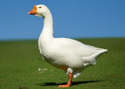 Illustration gander - Image 1