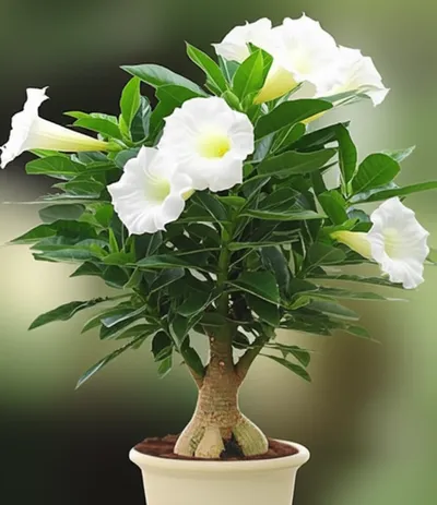 Illustration dracaena