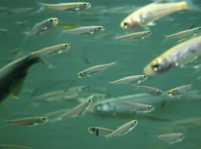 Illustration fry - Image 1