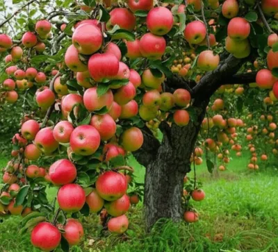 Illustration bagged - Image 1