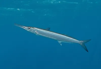 Illustration saury - Image 1