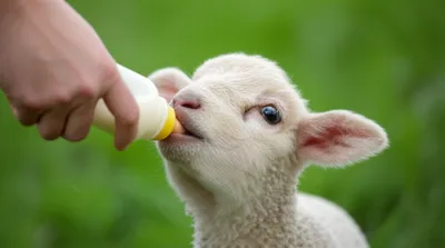 Illustration poddy - Image 1