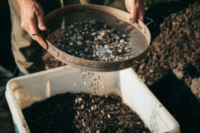 Illustration garbled - Image 1