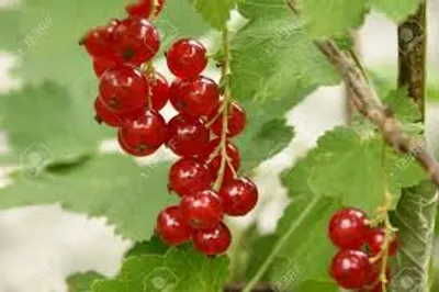 Illustration currant - Image 2