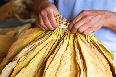 Illustration strip - Image 1