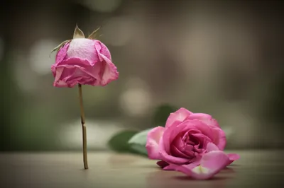 Illustration strokes - Image 1