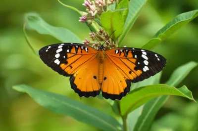 Illustration tiger - Image 1