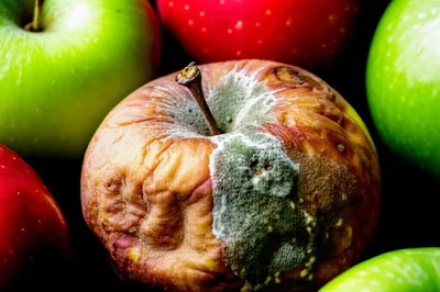 Illustration rots - Image 1