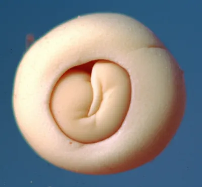 Illustration vitellus - Image 1