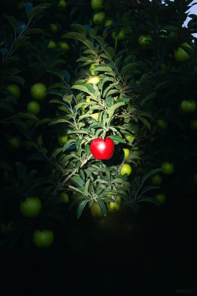 Illustration specified - Image 1