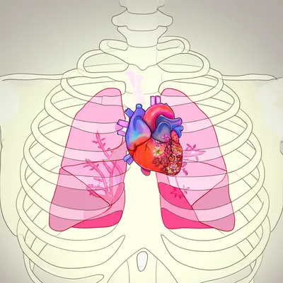 Illustration ribcage - Image 1