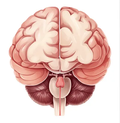 Illustration pituitary - Image 1