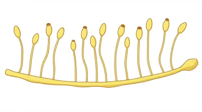 Illustration stolon - Image 1