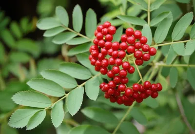 Illustration sumac - Image 1