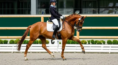 Illustration cadences - Image 1