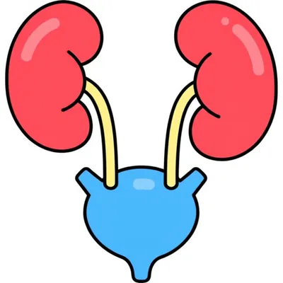 Illustration ureters - Image 1