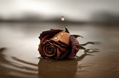 Illustration blows - Image 1