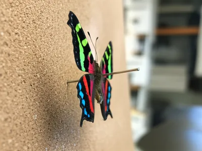 Illustration pinning - Image 1