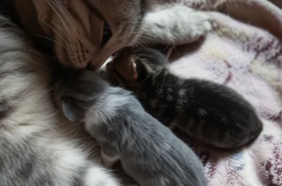 Illustration nipple - Image 1