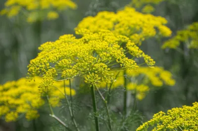 Illustration anise - Image 1