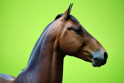 Illustration carried - Image 1