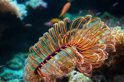 Illustration pinnule - Image 1