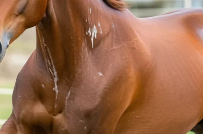 Illustration lathers - Image 1