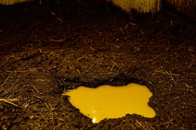 Illustration saur - Image 1