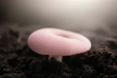 Illustration tarse - Image 1